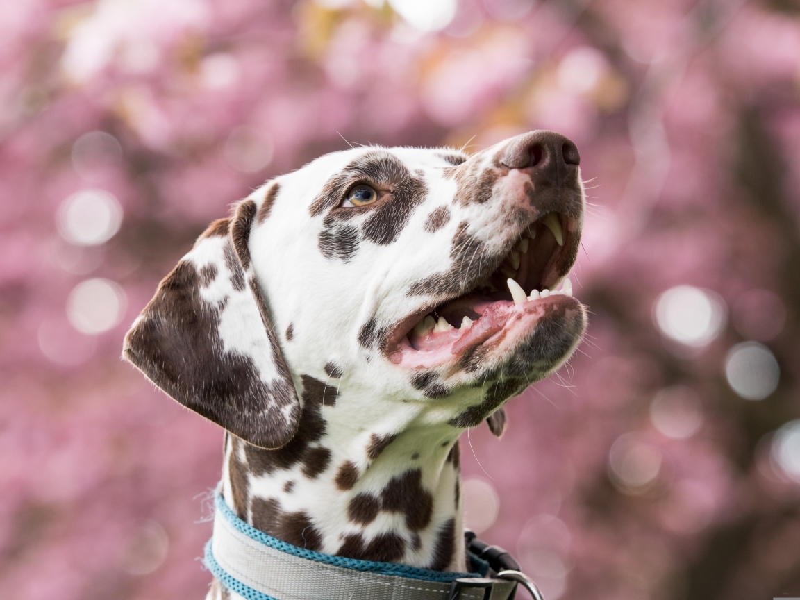 Морда далматина с открытым ртом