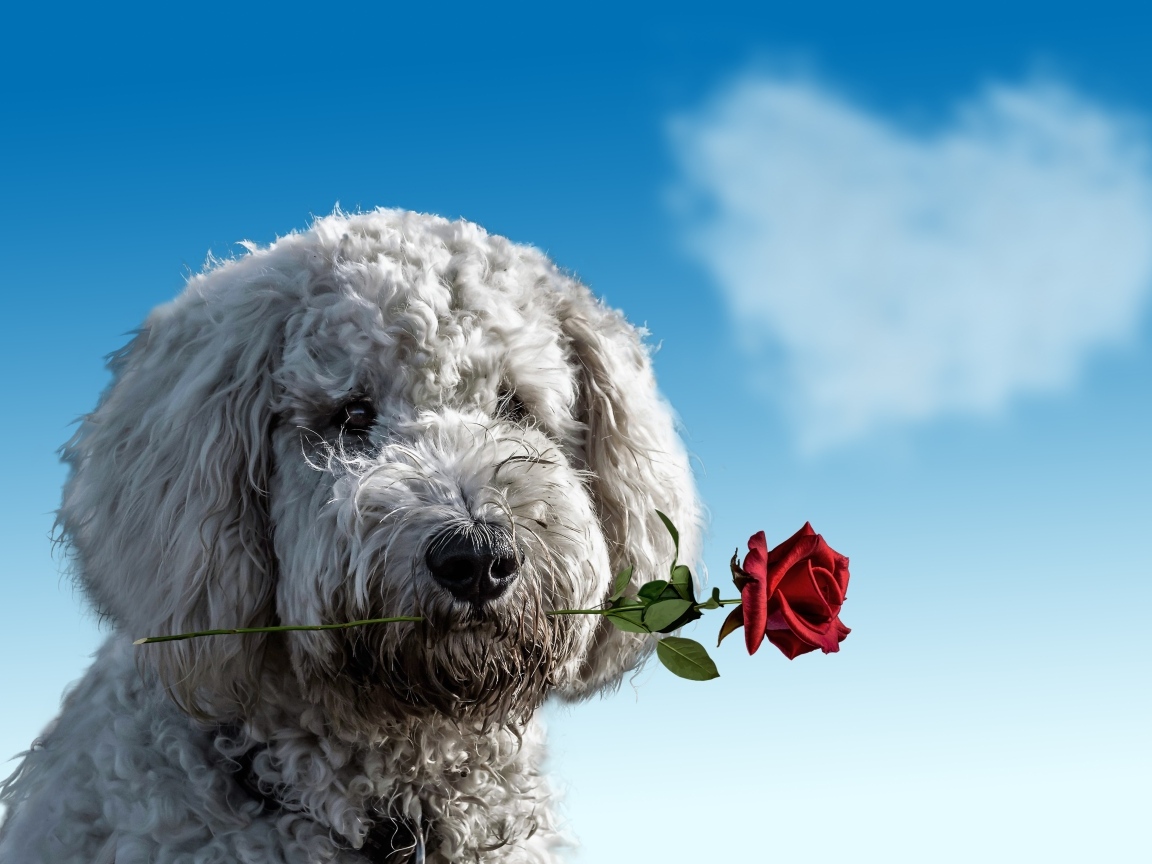 Пес с розой в зубах на фоне неба