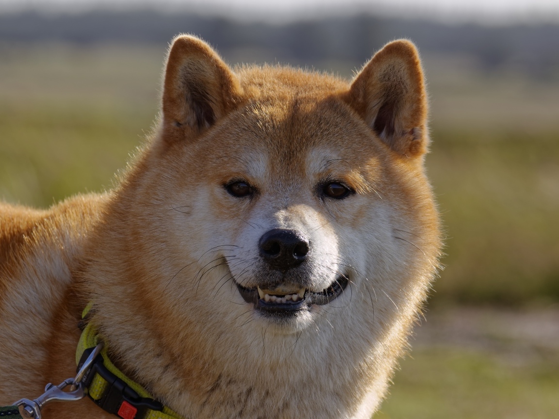 Пушистый пес породы акита ину с ошейником