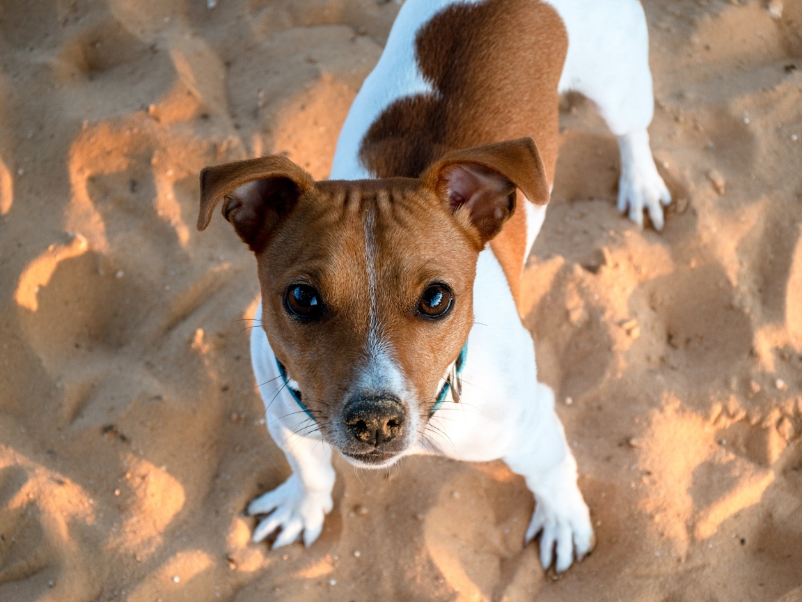 Пес породы джек рассел терьер стоит на песке 