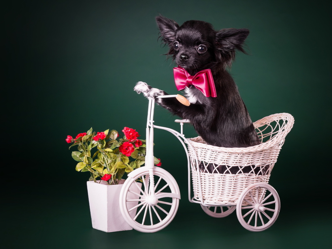 Маленький черный чихуахуа в корзинке