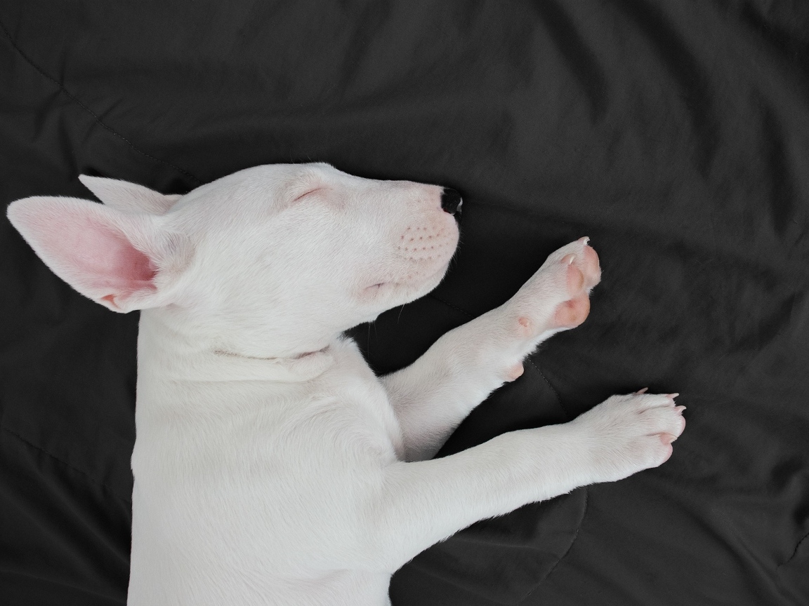 Маленький бультерьер спит на кровати