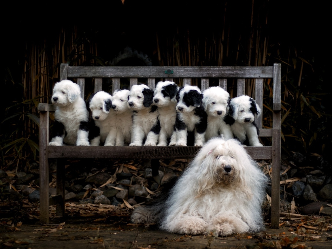 Маленькие щенки на скамейке