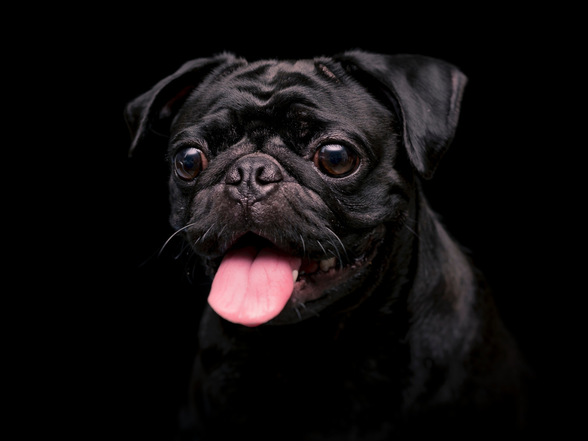 Мопс с высунутым языком на черном фоне