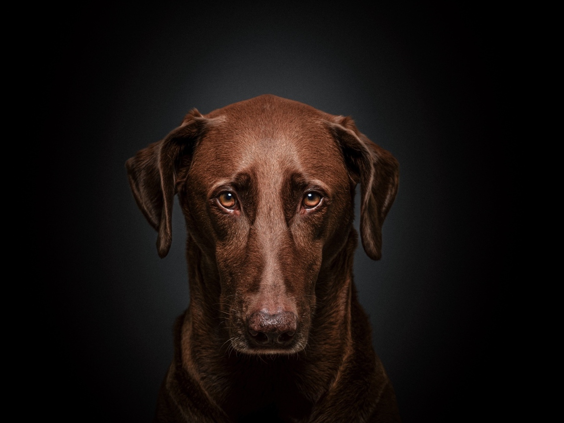 Грустный лабрадор на черном фоне крупным планом