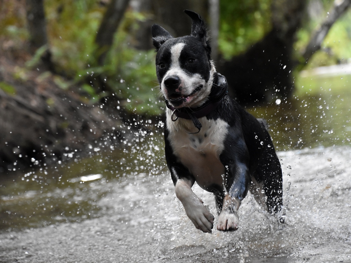 Довольный пес бежит по воде