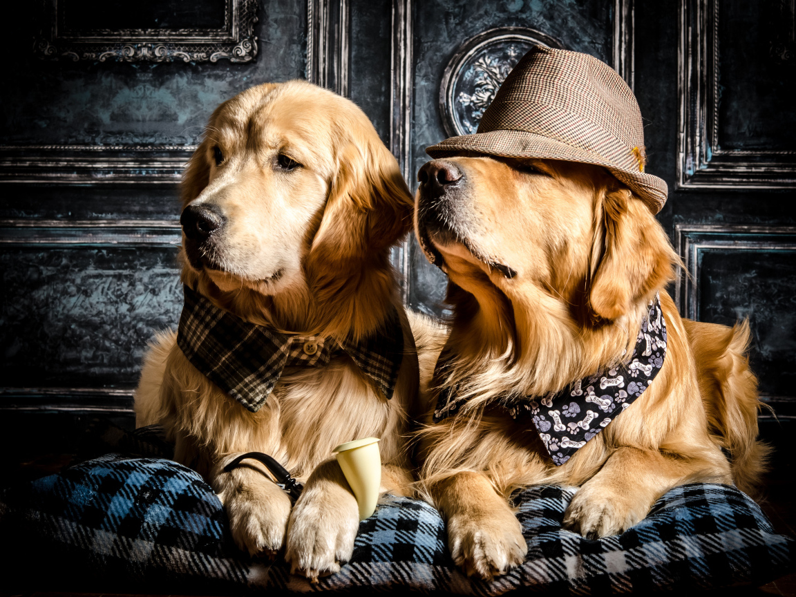 Стильные собаки породы золотистый ретривер
