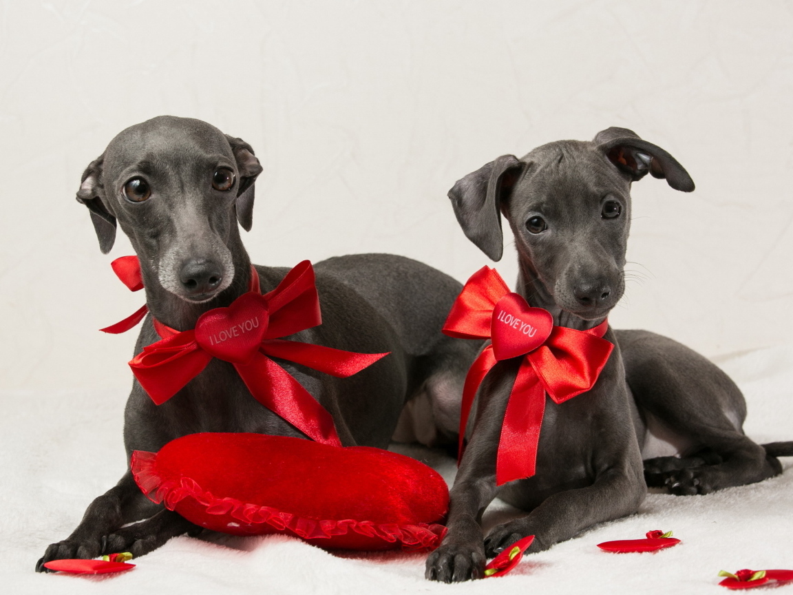 Две собаки итальянская борзая на белом фоне