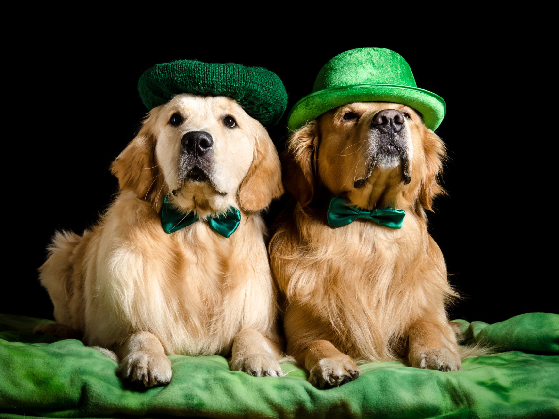 Два золотистых ретривера в шляпах