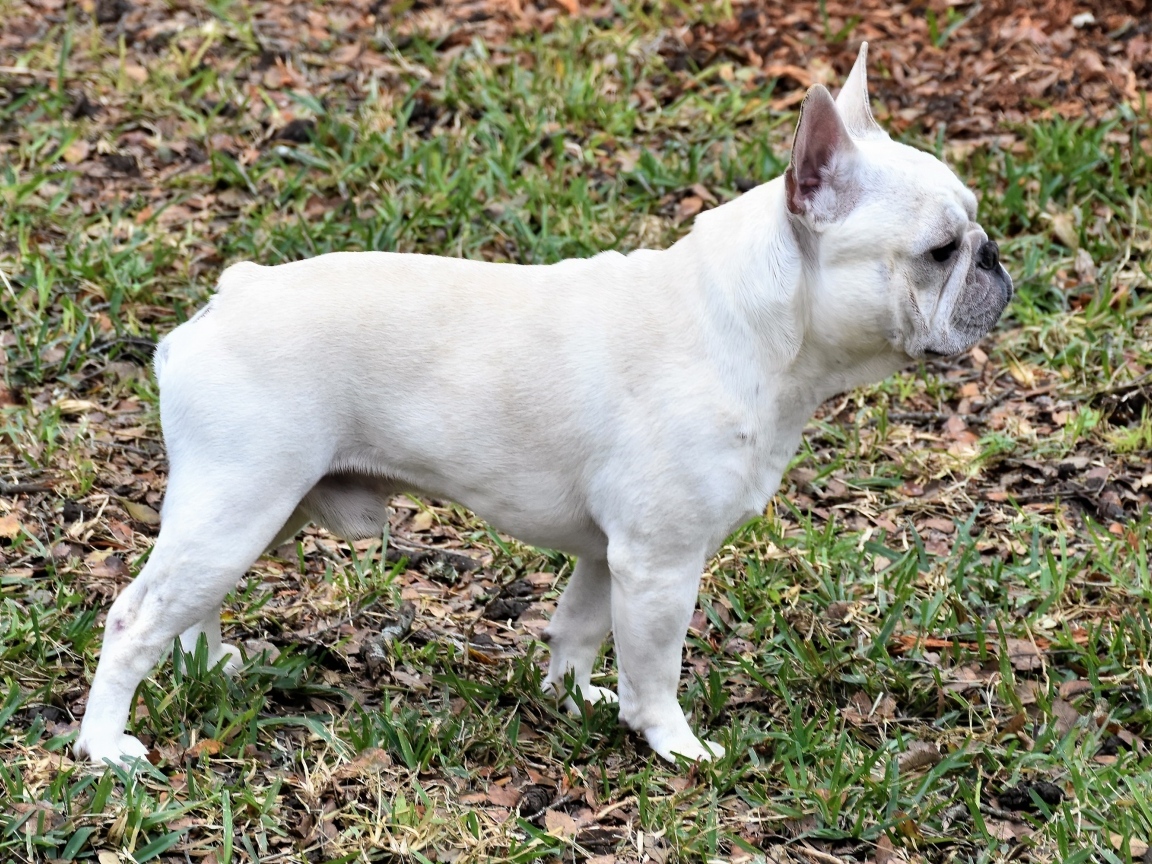 Белый французский бульдог вид сбоку