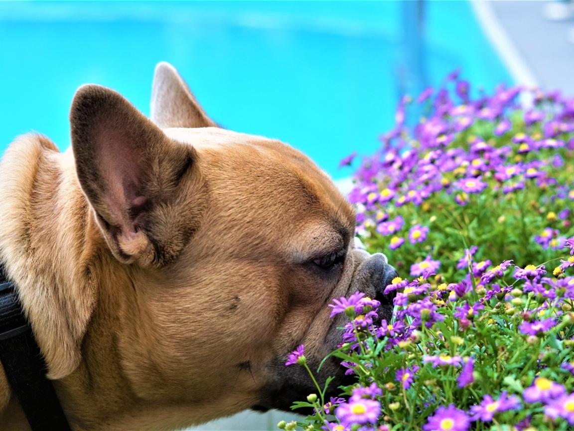 Французский бульдог нюхает цветы