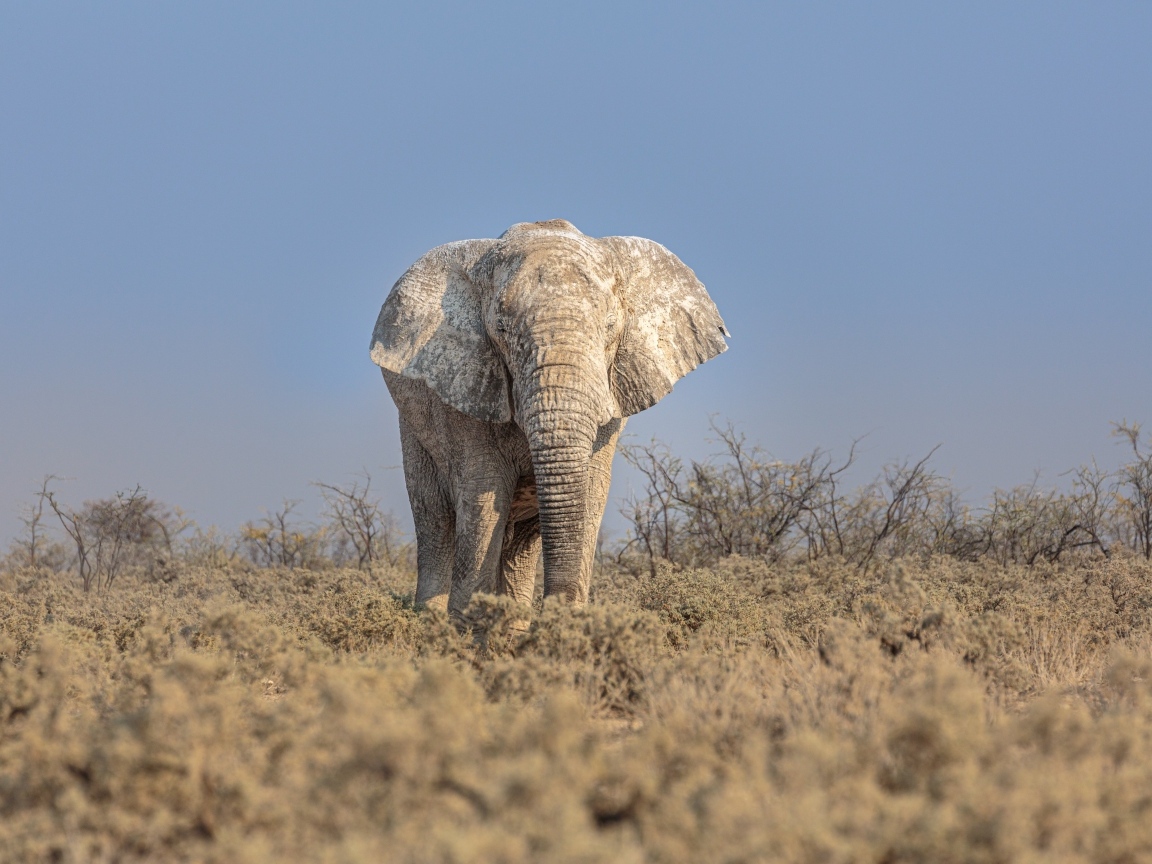 Большой слон идет по саванне