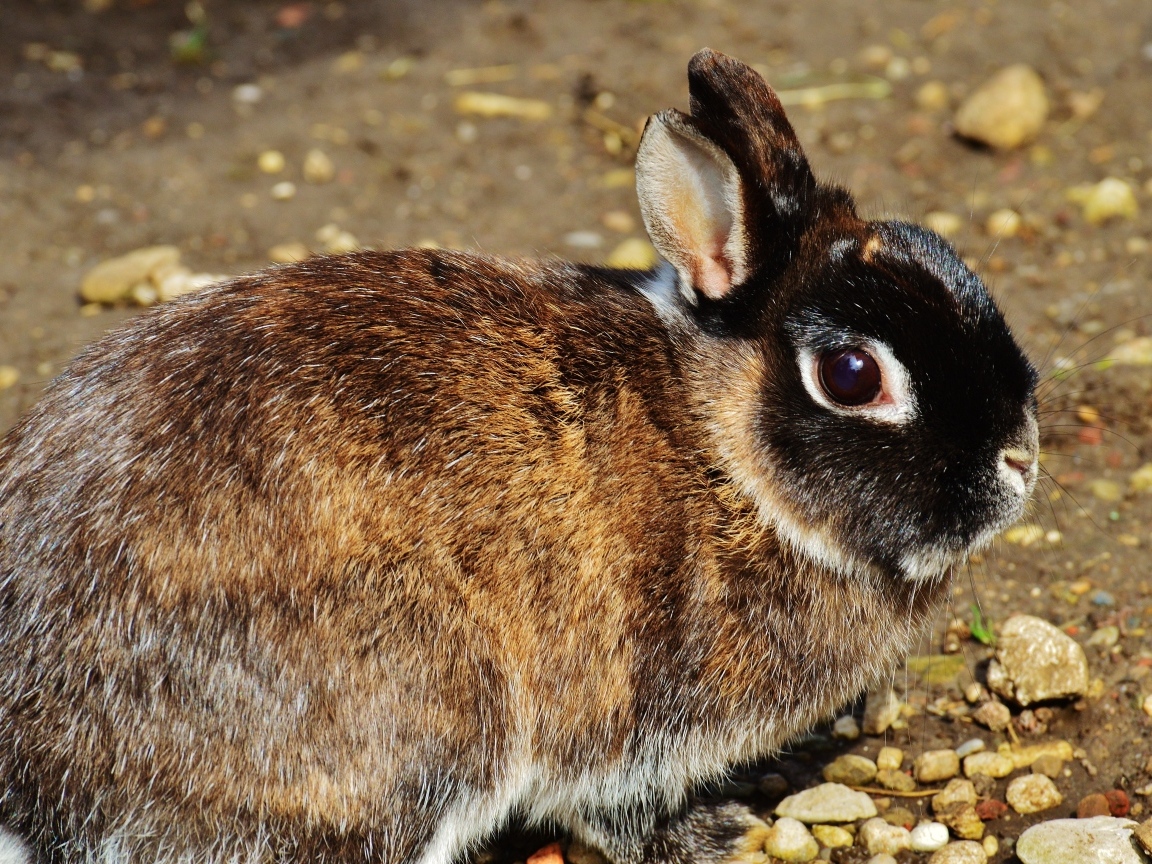 Красивый кролик крупным планом