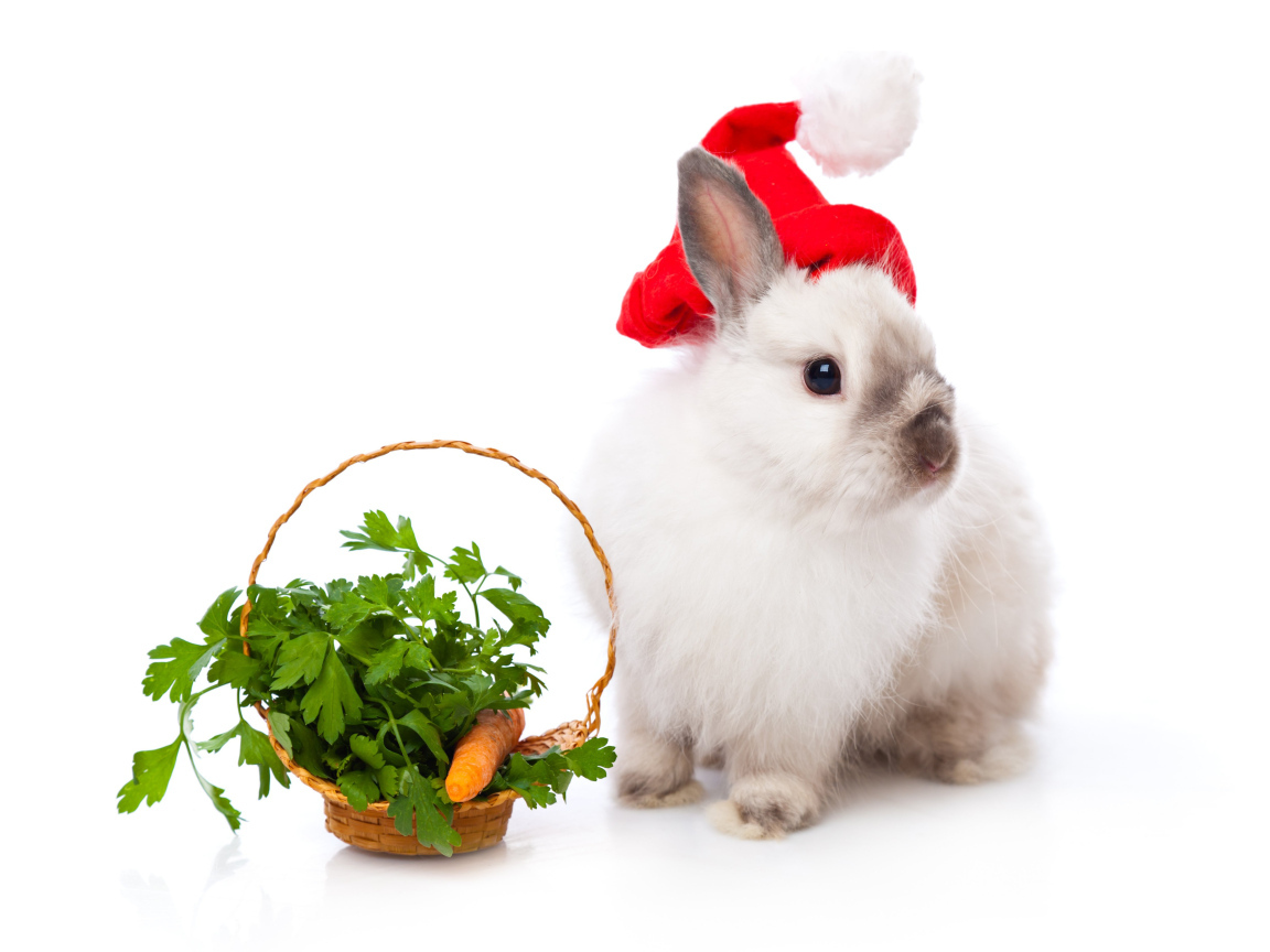 Милый кролик с корзинкой с зеленью на белом фоне