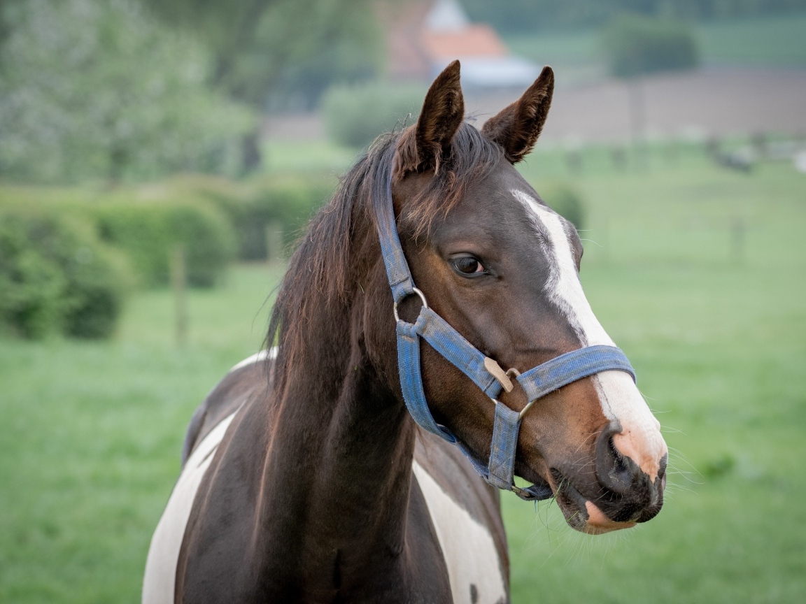 Коричневая с белыми пятнами лошадь крупным планом