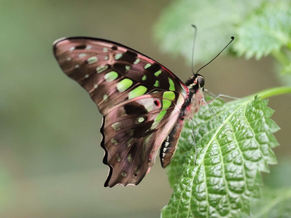 Красивая бабочка сидит на зеленом листке