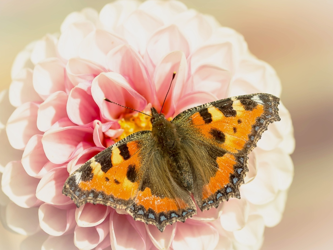 Красивая бабочка сидит на розовом цветке георгины