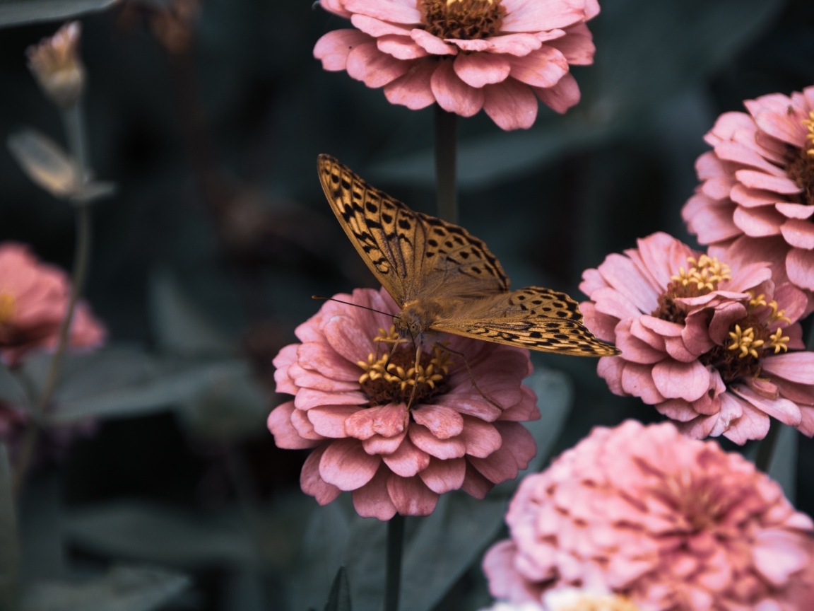 Коричневая бабочка сидит на розовом цветке циннии