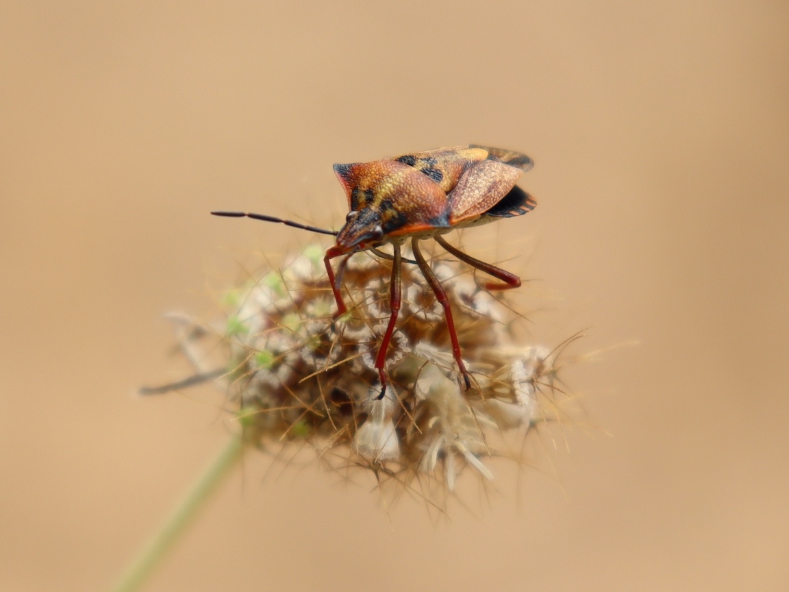 Клоп сидит на растении 