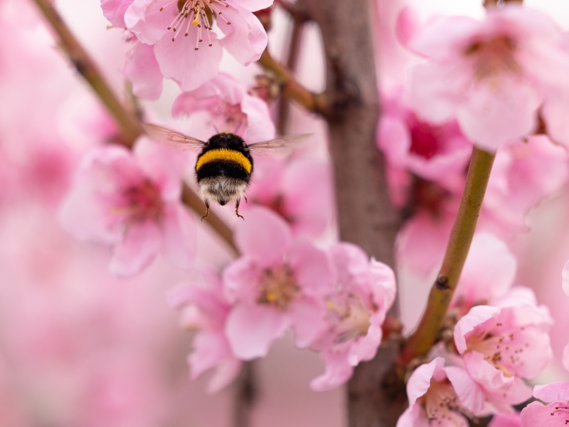 Шмель летит к розовым цветам весной