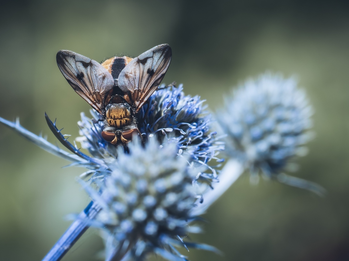 Муха сидит на колючем зеленом листе