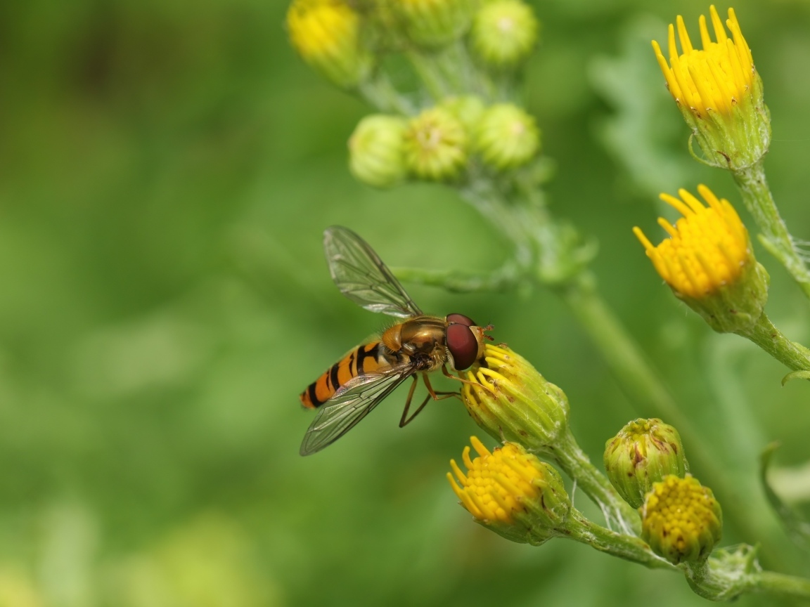 Муха сидит на желтом цветке