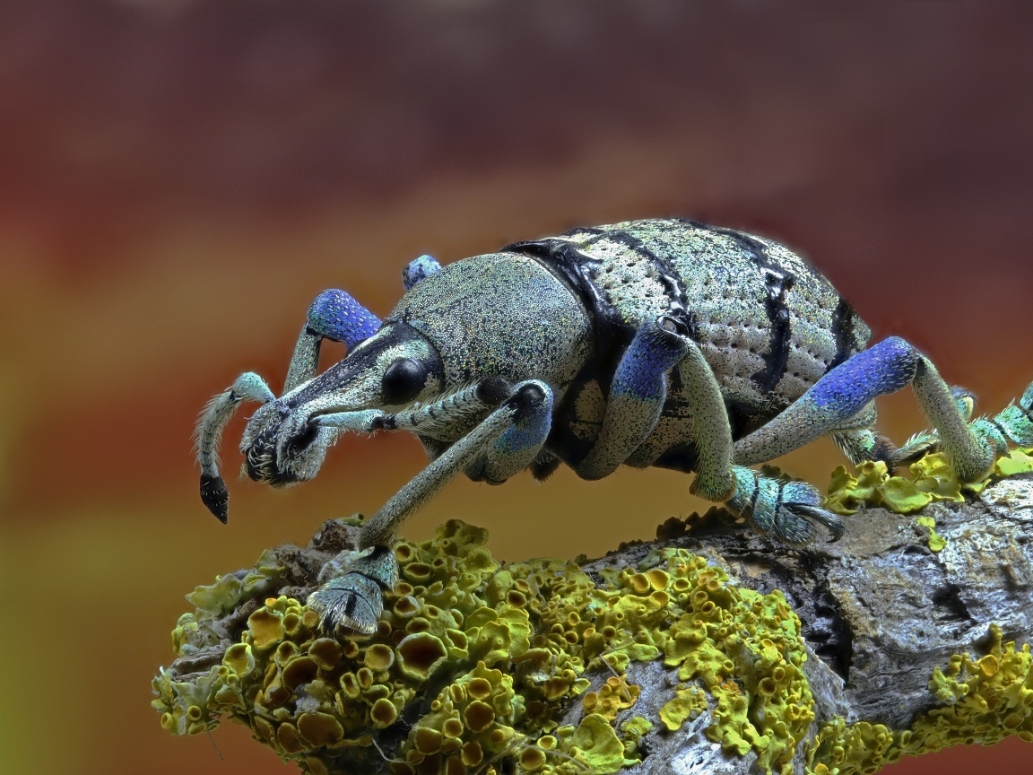 Большой жук долгоносик сидит на старой коряге 