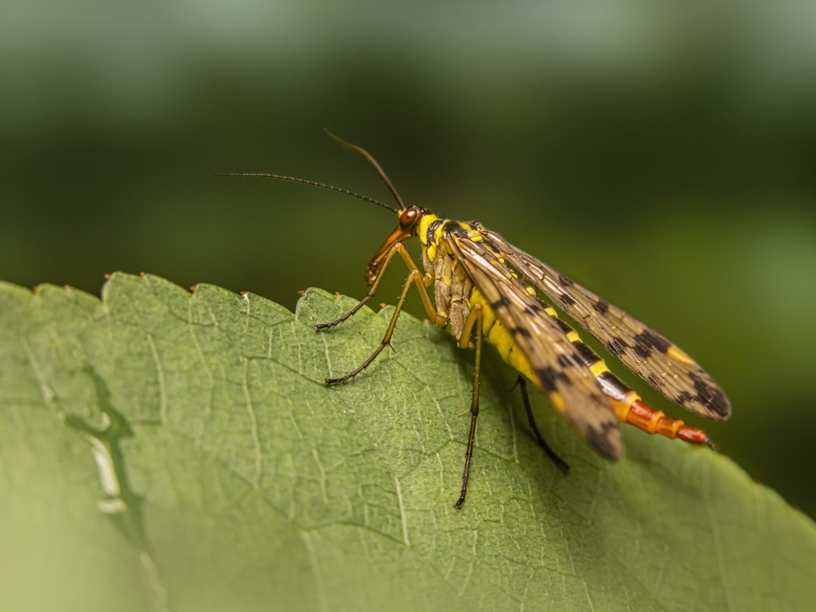 Большой комар сидит на зеленом листе