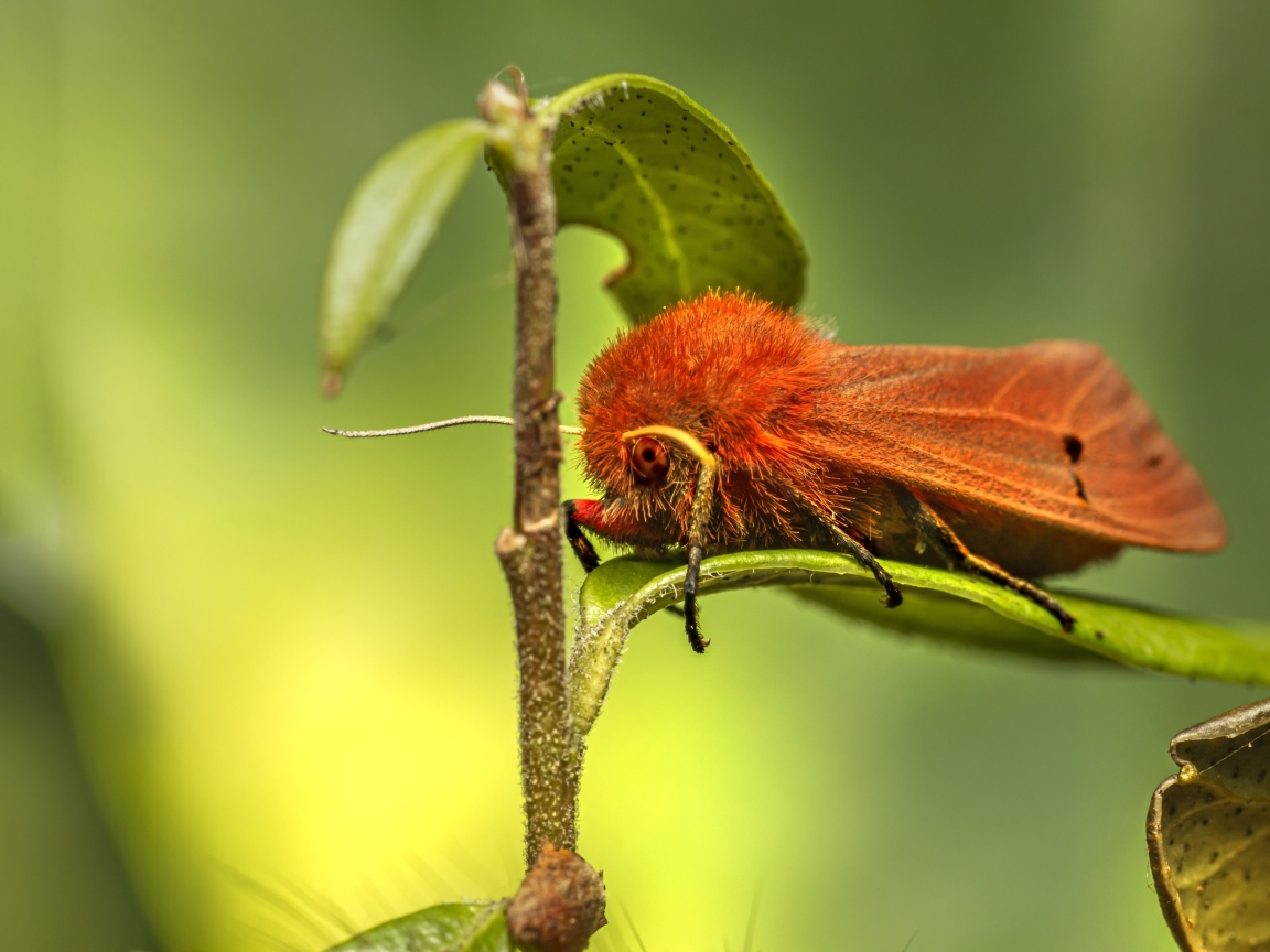 Большая красная моль сидит на зеленом листке
