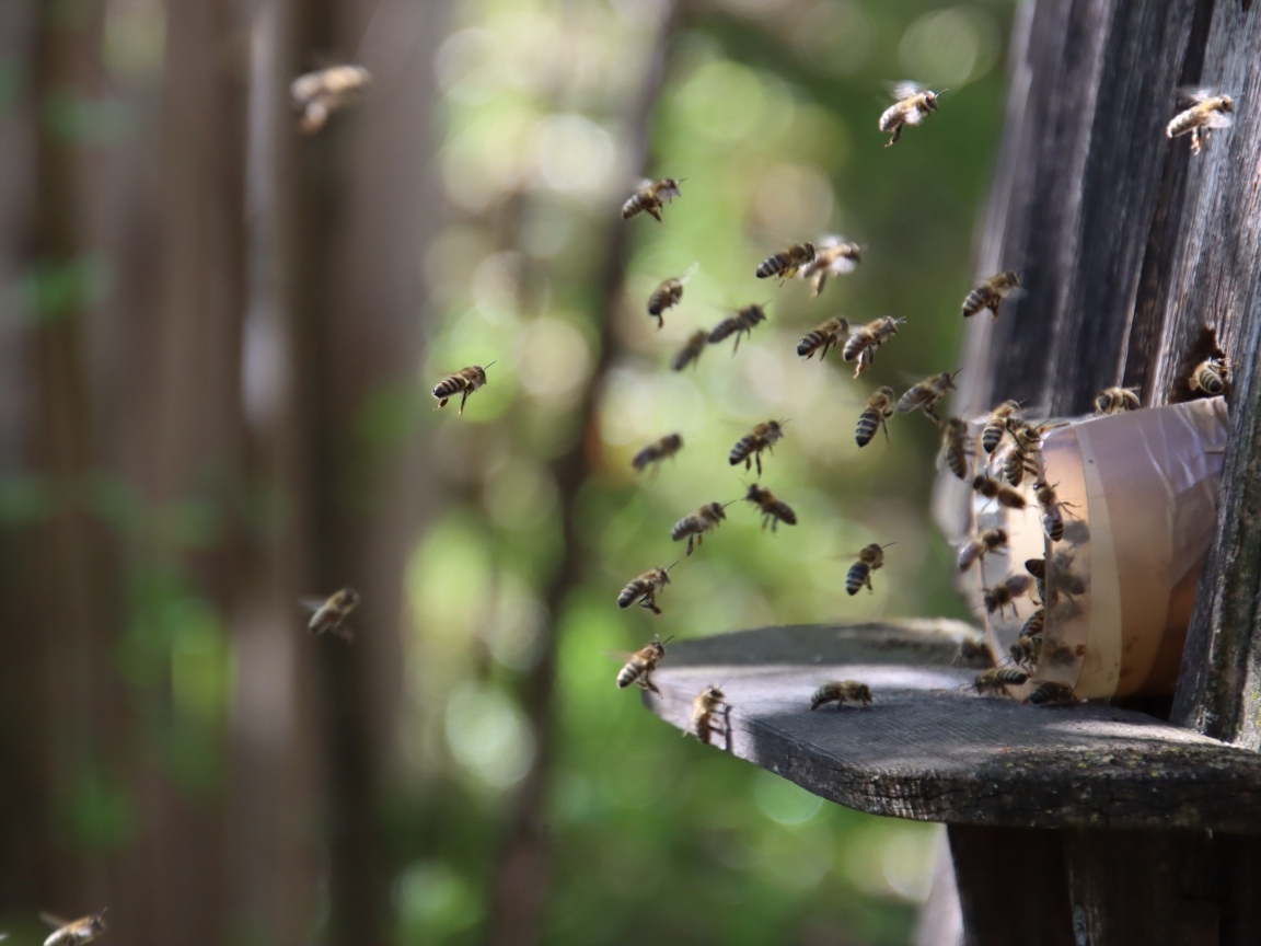Рой пчел летит к улью