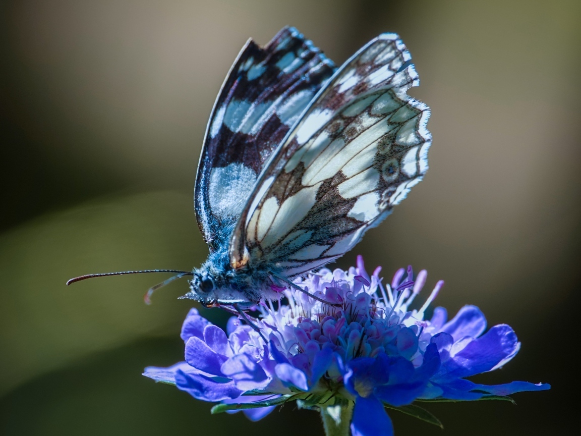 Красивая бабочка сидит на синем цветке