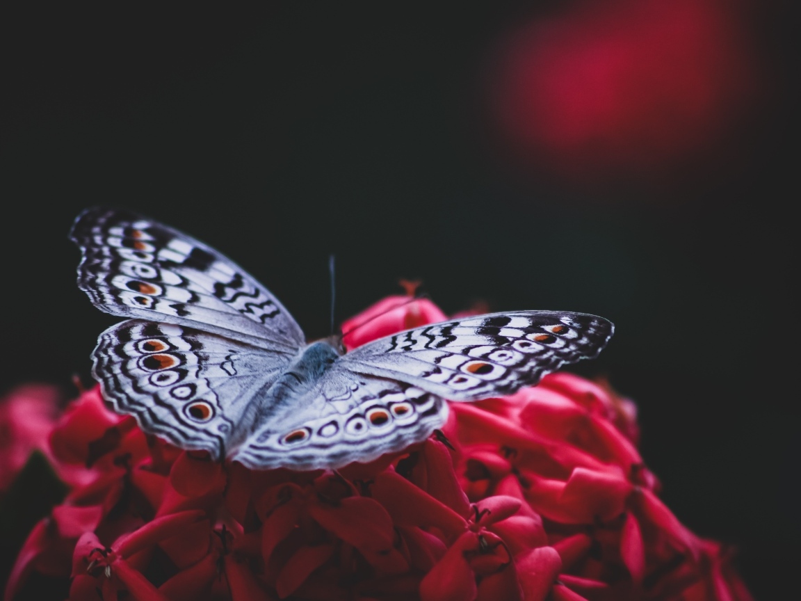 Красивая бабочка сидит на красном цветке