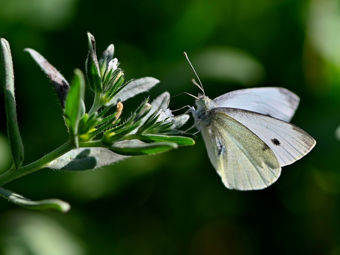 Красивая белая бабочка сидит на цветке