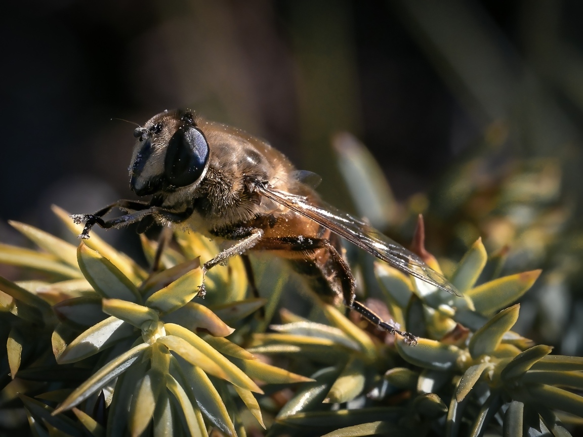 Пчела сидит на зеленом растении