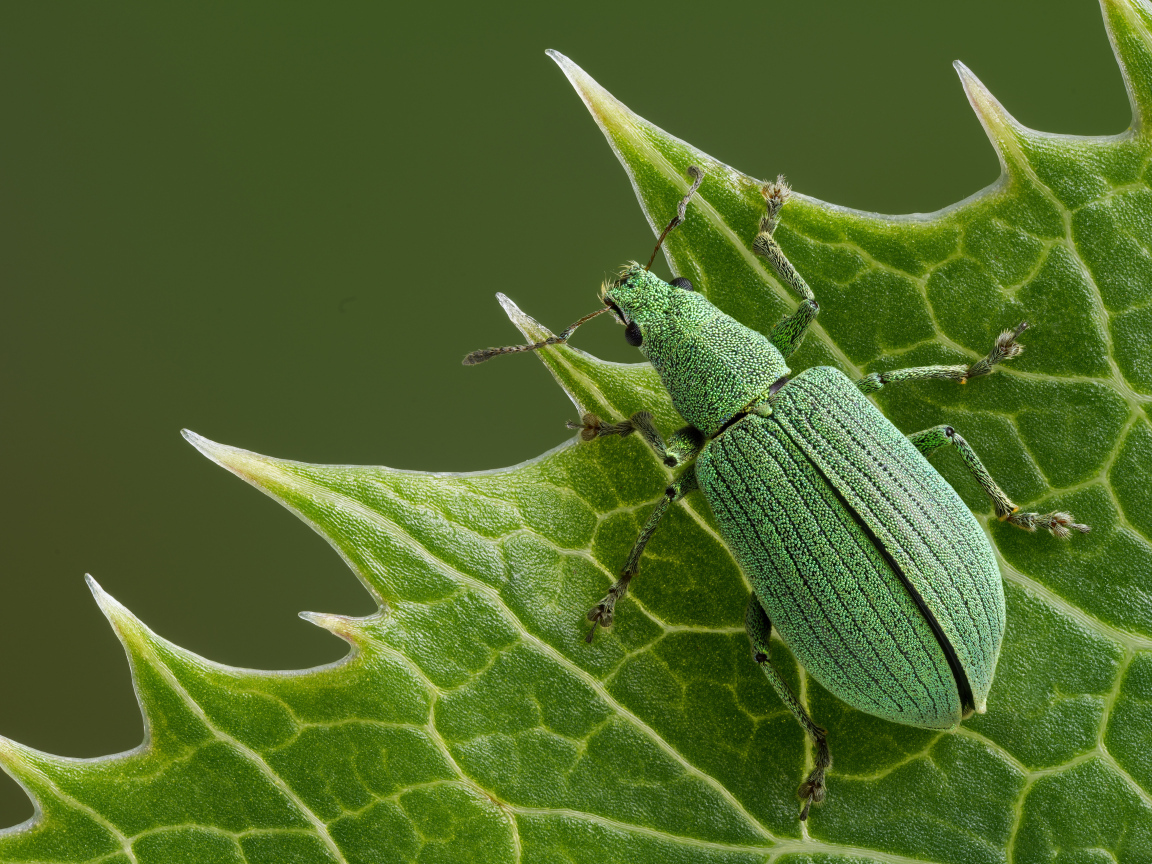 Большой зеленый жук сидит на листе