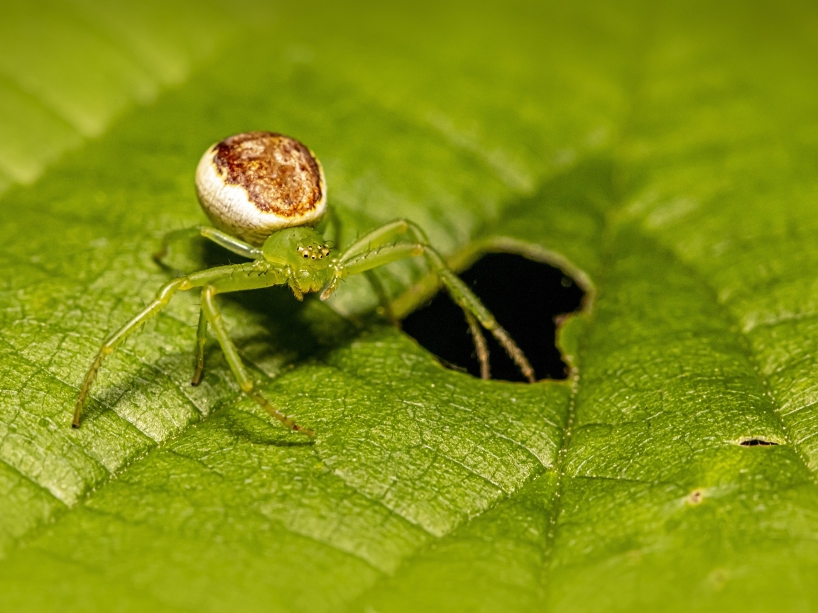 Большой паук сидит на зеленом листе