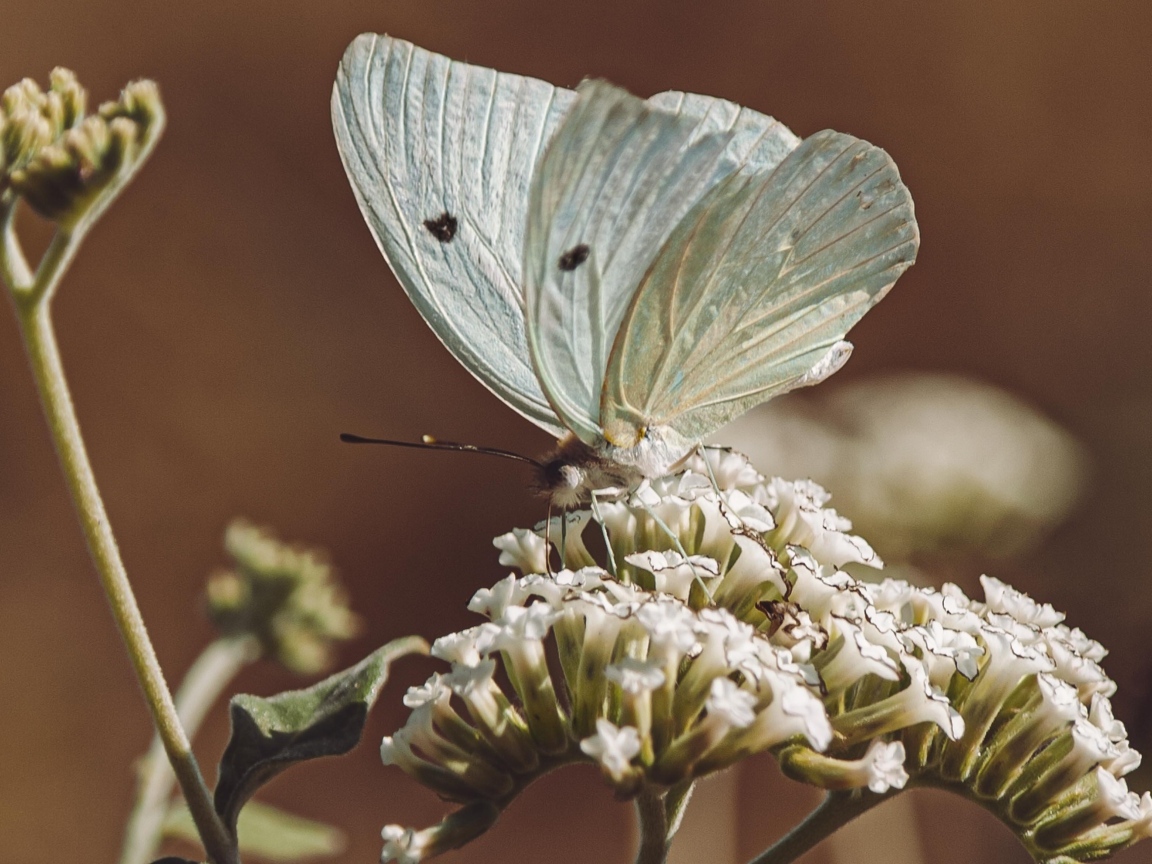 Голубая бабочка сидит на цветке