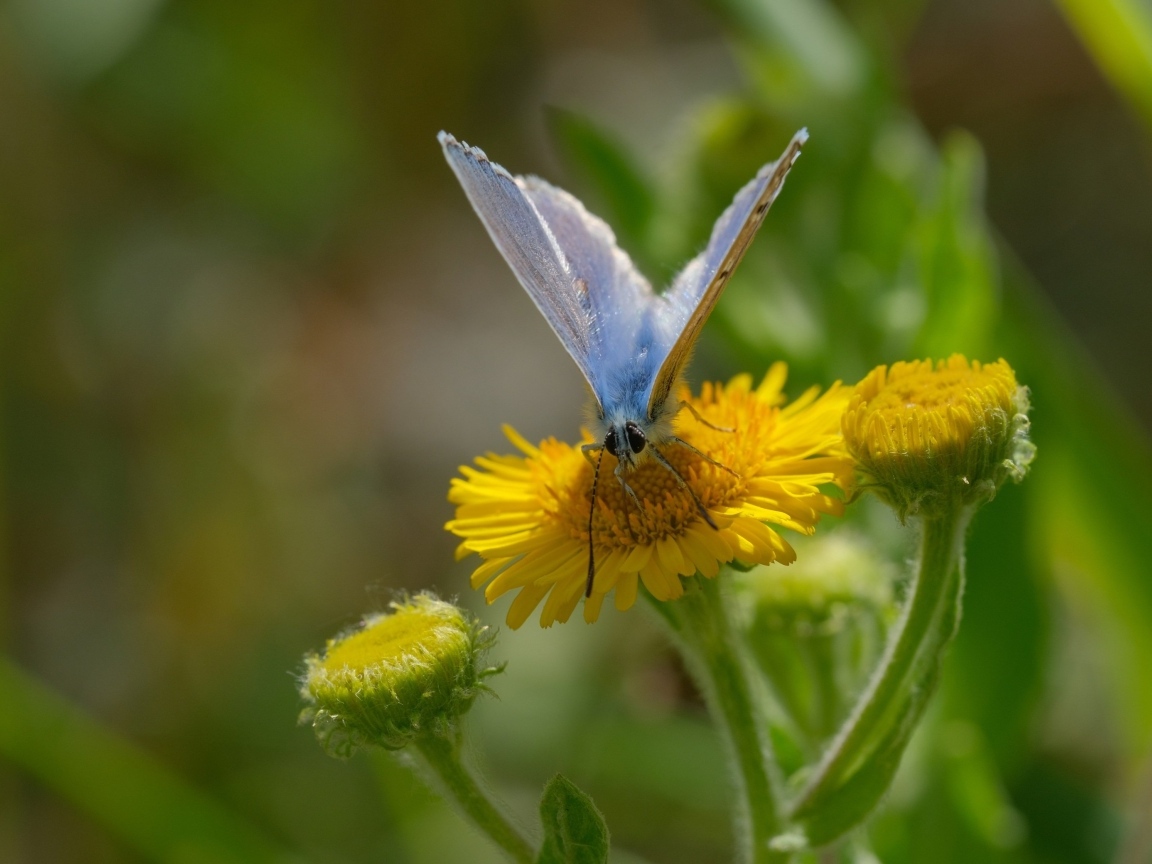 Голубая бабочка сидит на желтом цветке 