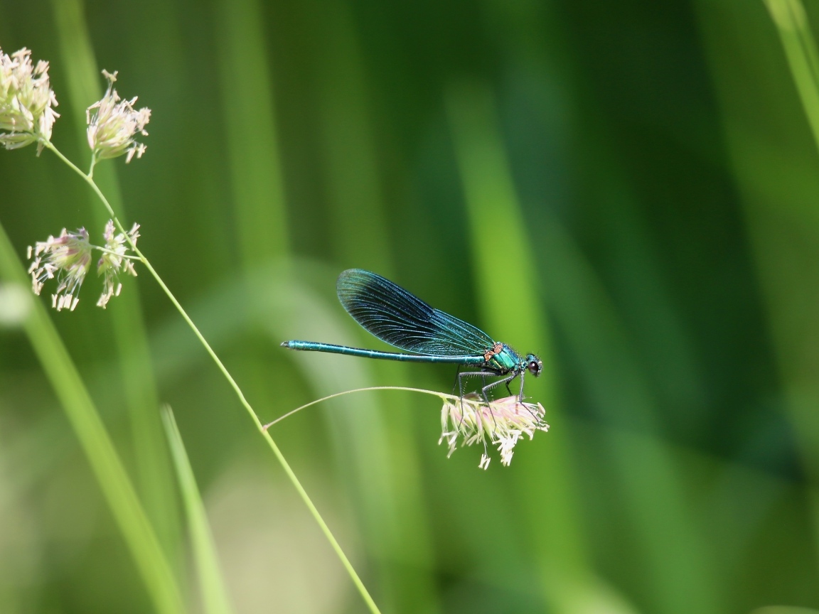 Голубая стрекоза сидит на колоске