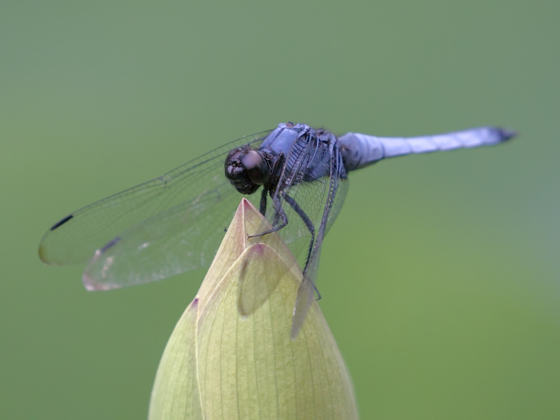 Синяя стрекоза сидит на цветке