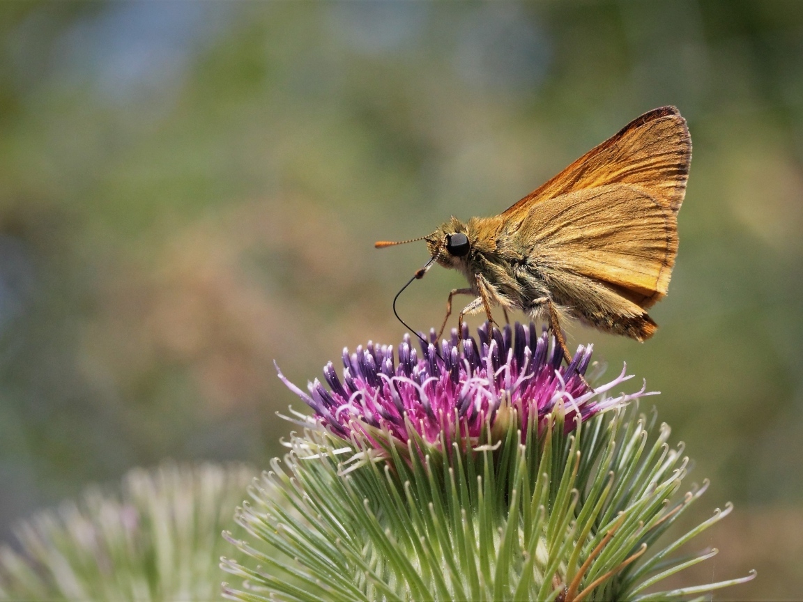 Коричневая бабочка на цветке расторопши крупным планом