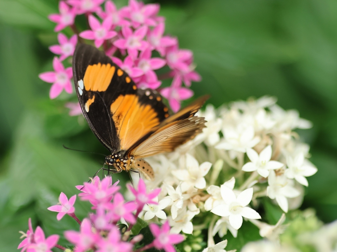 Коричневая бабочка с розовыми и белыми цветами
