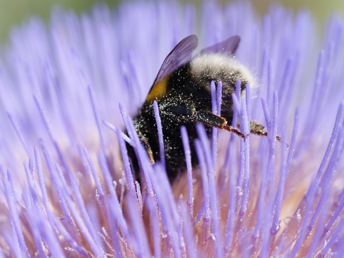Шмель опыляет цветок
