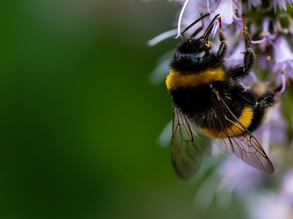 Шмель сидит на красивом цветке