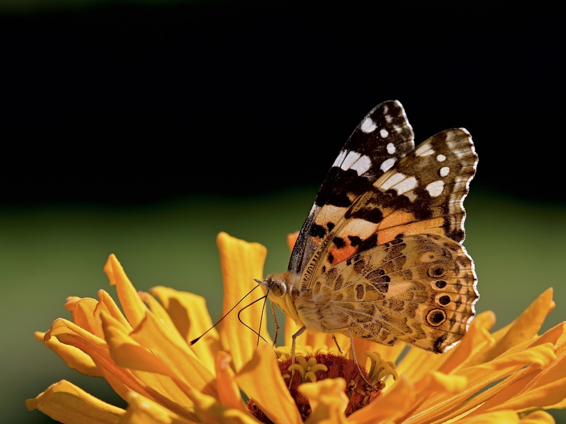 Бабочка крупным планом на цветке циннии