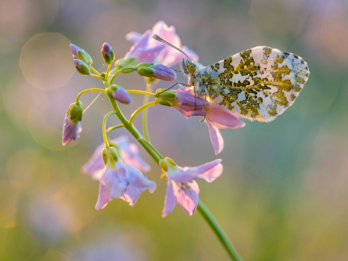 Бабочка сидит на розовом нежном цветке
