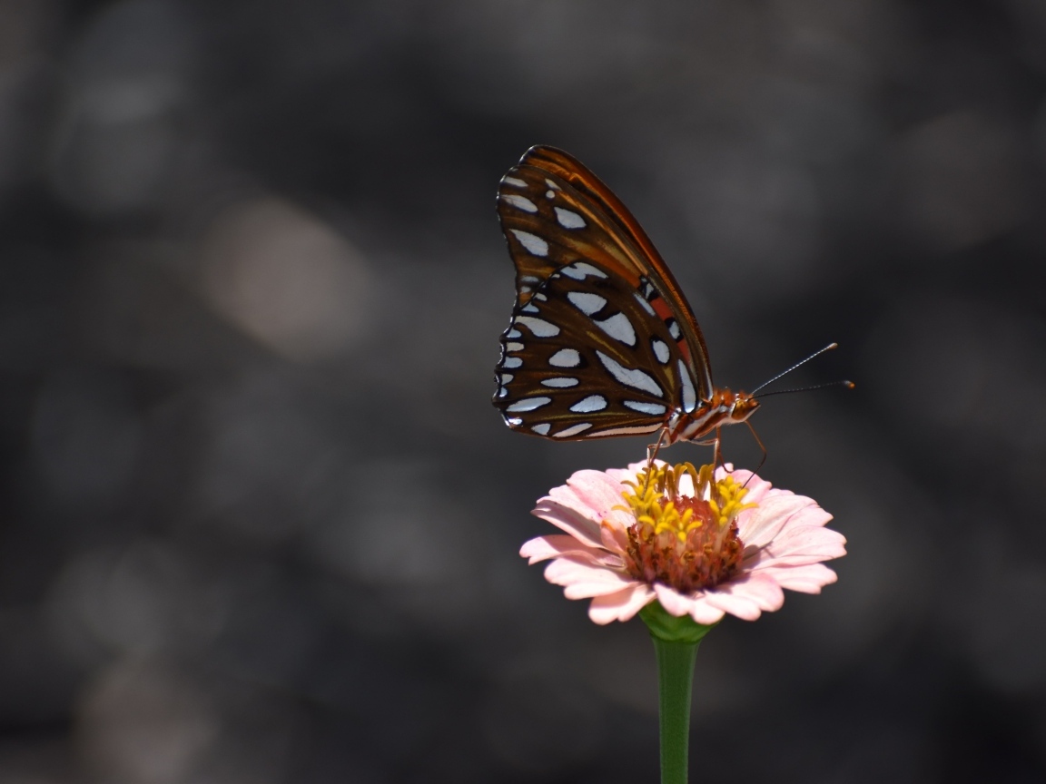 Бабочка сидит на розовом цветке циннии