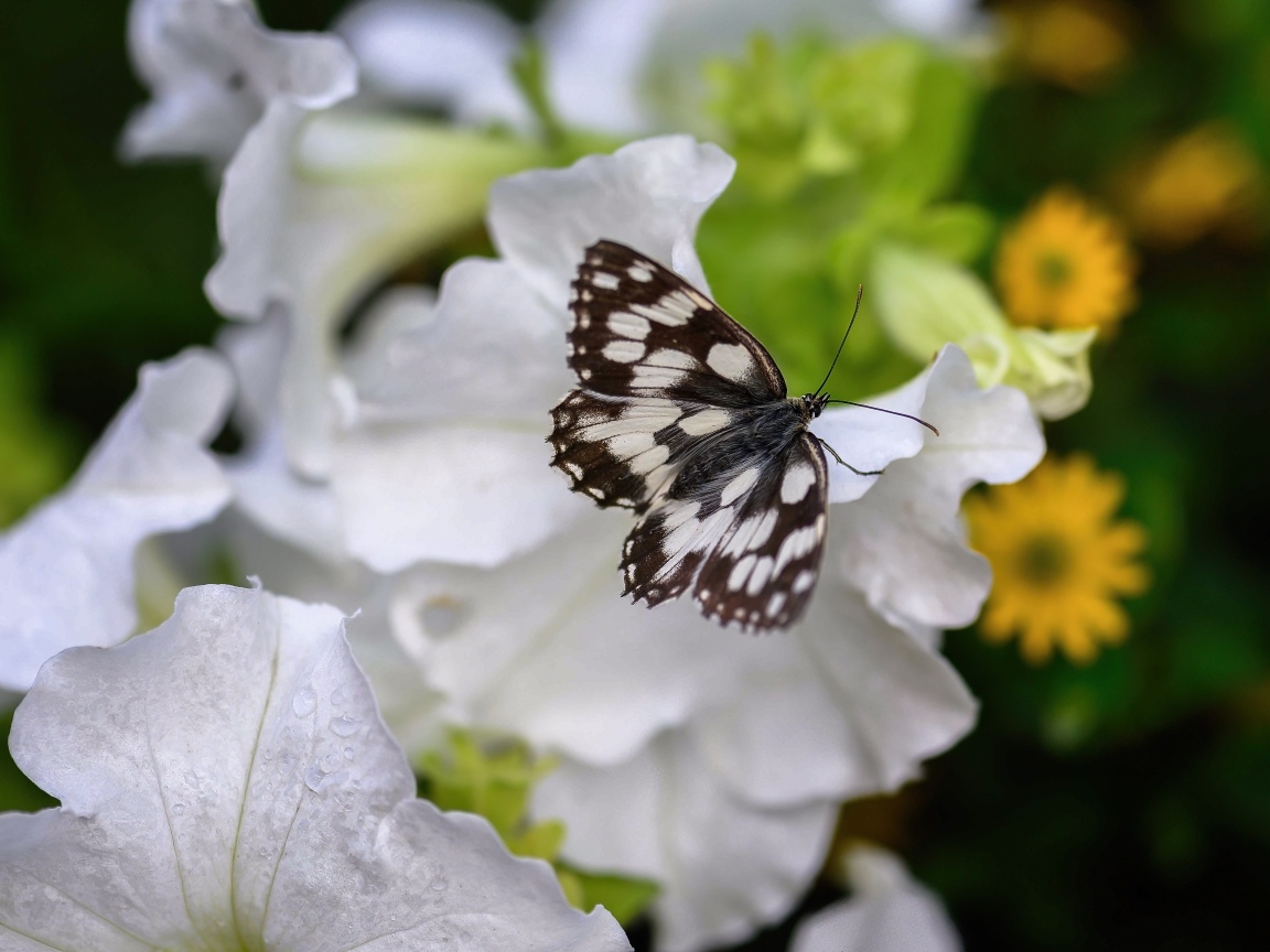 Бабочка сидит на белом цветке петунии