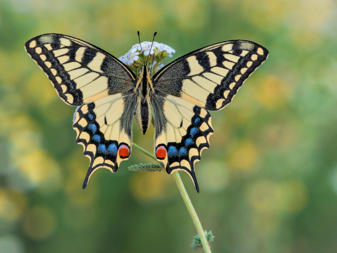 Бабочка махаон на траве