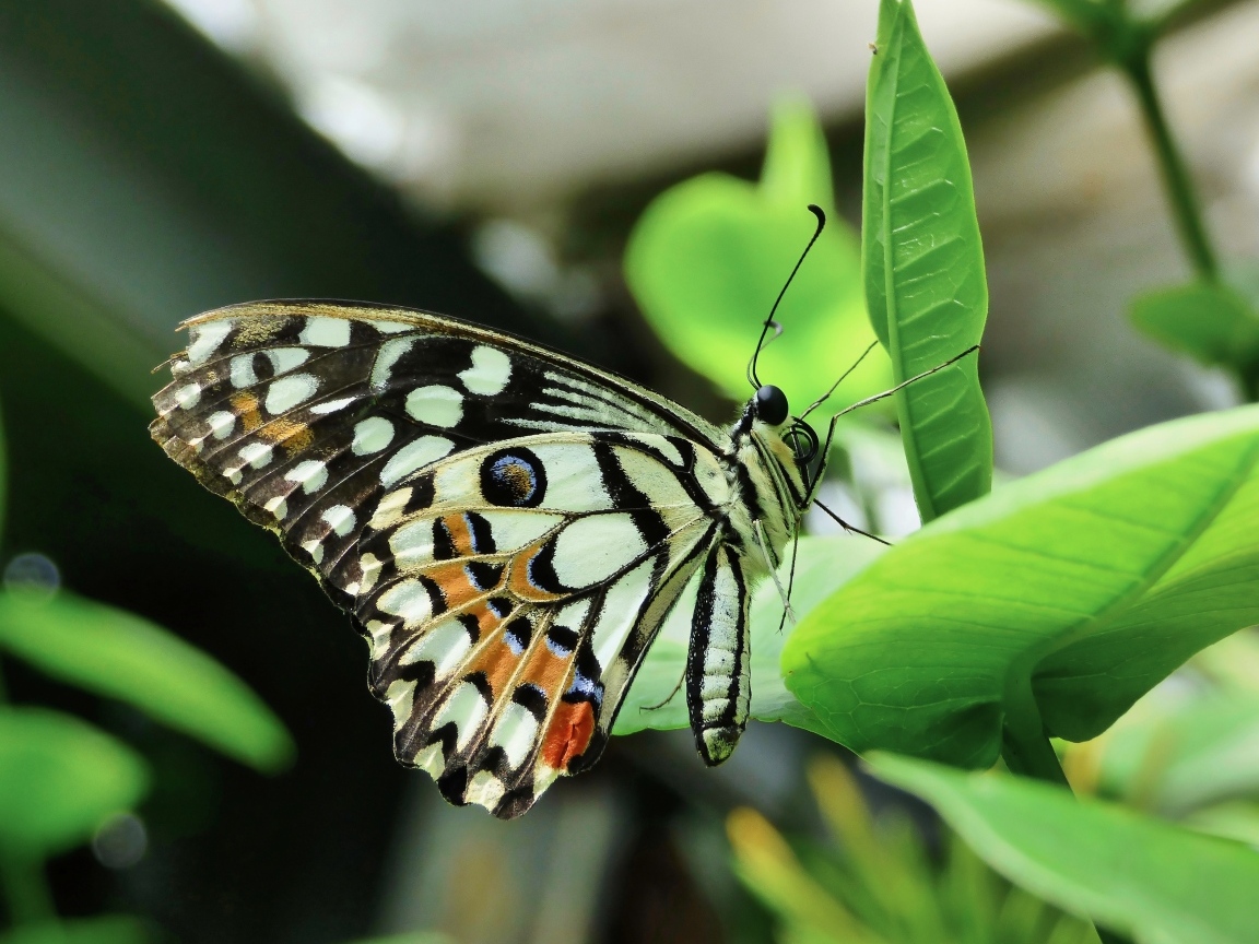 Бабочка махаон сидит на зеленом листке